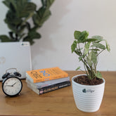 Syngonium Green splash, with 5.5 inches white decor pot